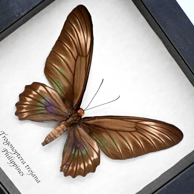 Giant Palawan Birdwing butterfly framed specimen - Trogonoptera trojana - female