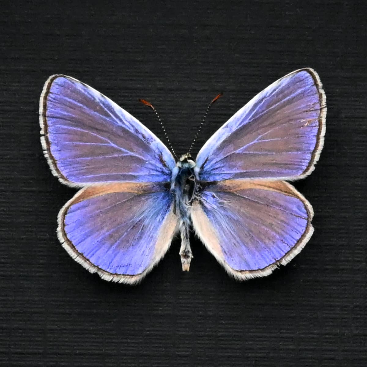 Real tiny purple butterfly framed taxidermy - Polyommatus icarus