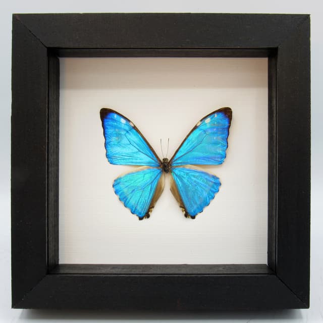 Real iridescent blue butterfly framed taxidermy - Morpho zephyritis
