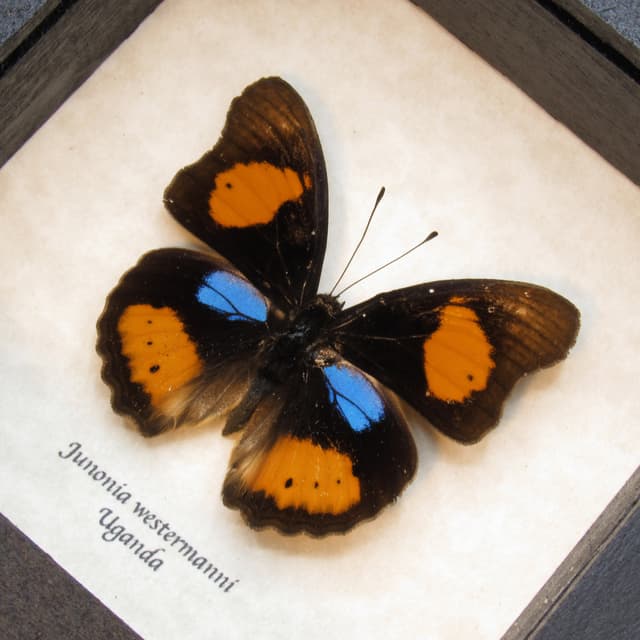Real Blue Spot Pansy butterfly framed taxidermy - Junonia westermanni