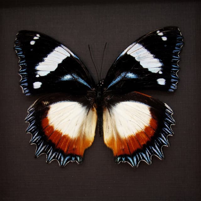 Real framed taxidermy butterfly - Hypolimnas dexithea - XL female