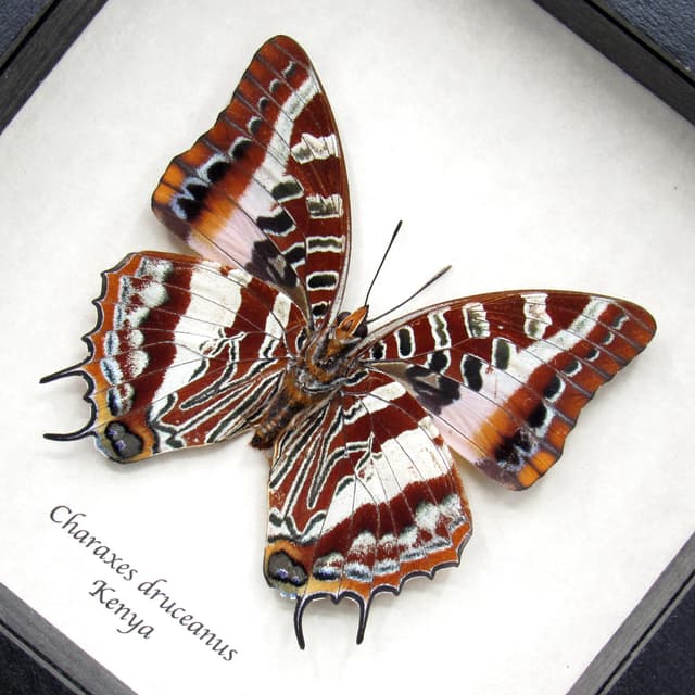Rare Silver Barred Charaxes butterfly framed taxidermy - Charaxes druceanus - large female