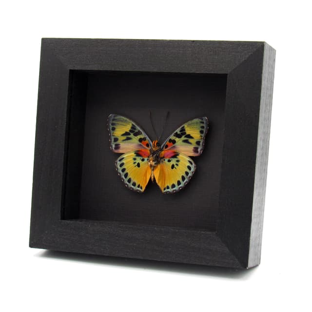 Rare Forester butterfly framed specimen - Euphaedra aureola