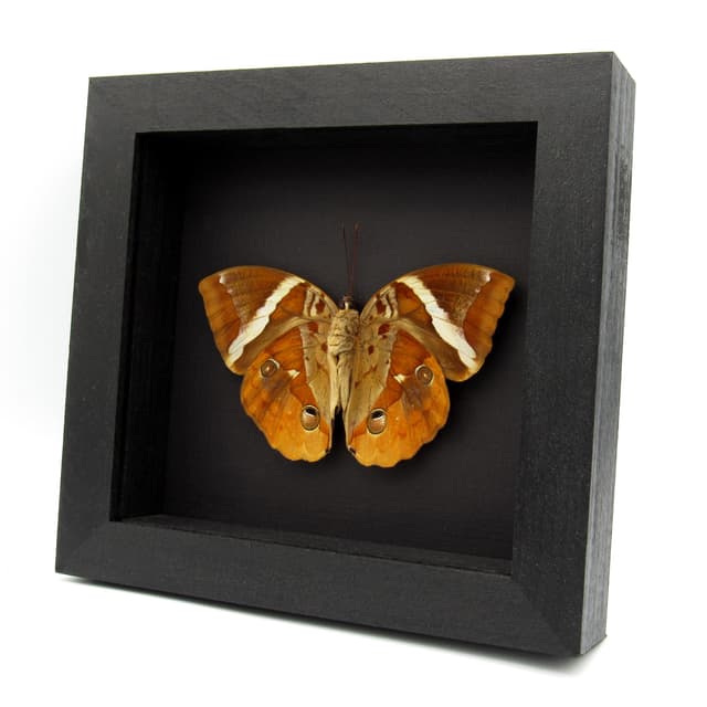 Very large real Tufted Jungle King butterfly framed specimen - Thauria aliris - Victorian mount