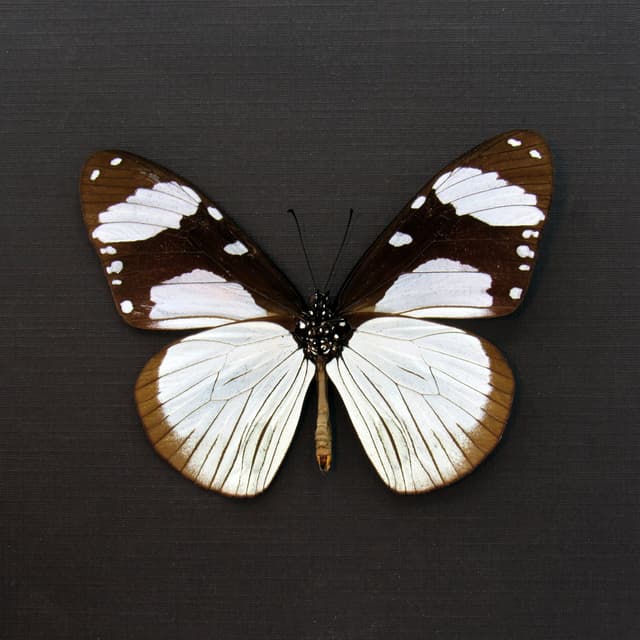 Real African Friar butterfly framed taxidermy - Amauris niavius