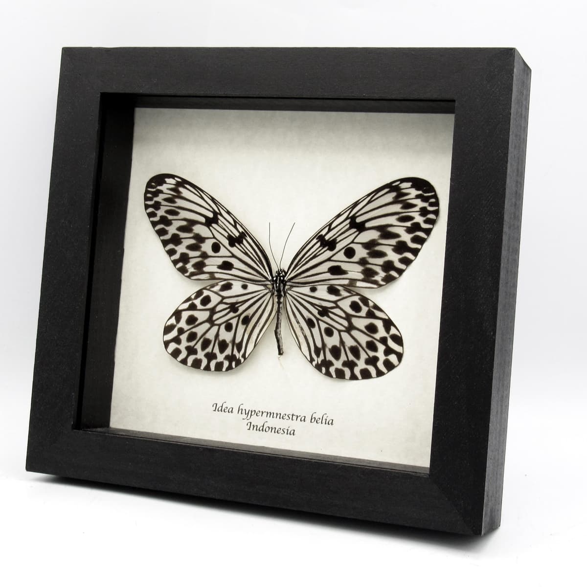 Real large Tree Nymph butterfly framed taxidermy - Idea hypermnestra belia