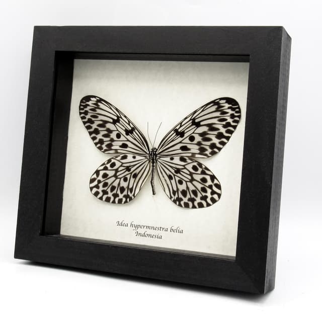 Real large Tree Nymph butterfly framed taxidermy - Idea hypermnestra belia