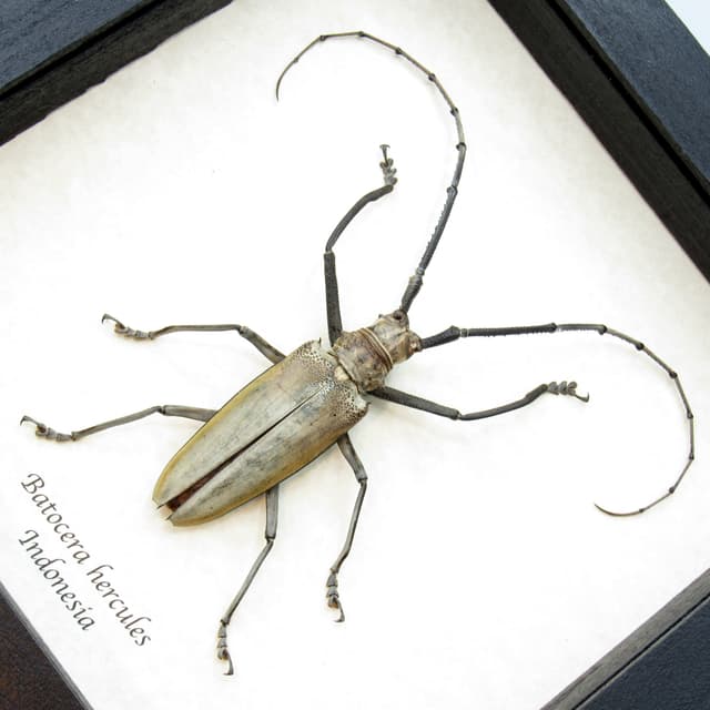 Rare XL Long Horn beetle framed taxidermy - Batocera hercules