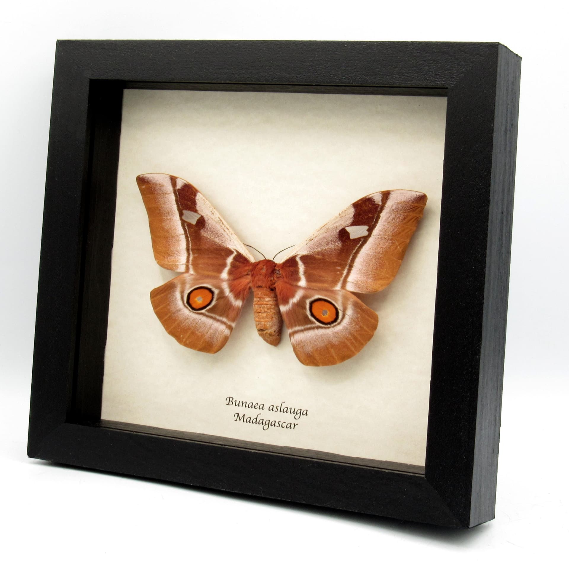 Real Giant pink Madagascar Emperor moth framed taxidermy - Bunaea aslauga - large female