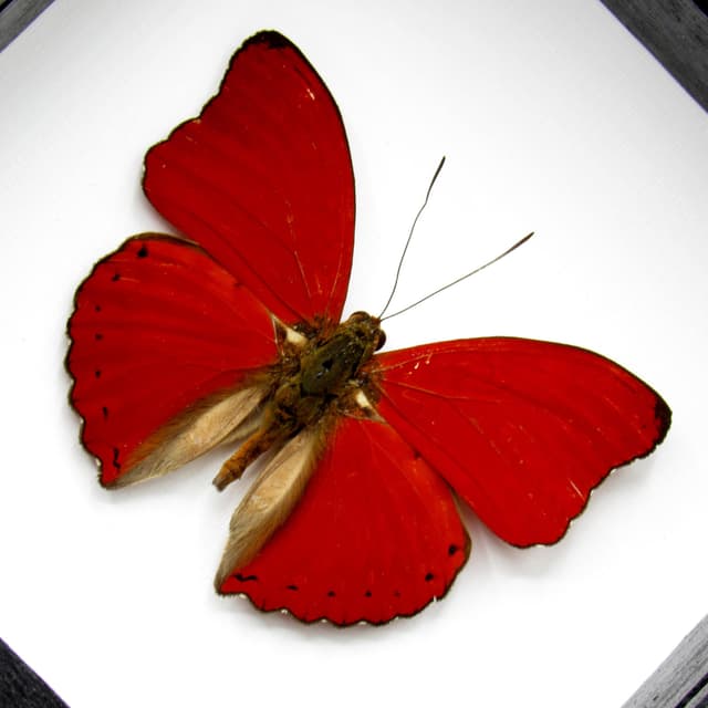 Real Red Glider butterfly framed taxidermy - Cymothoe sangaris