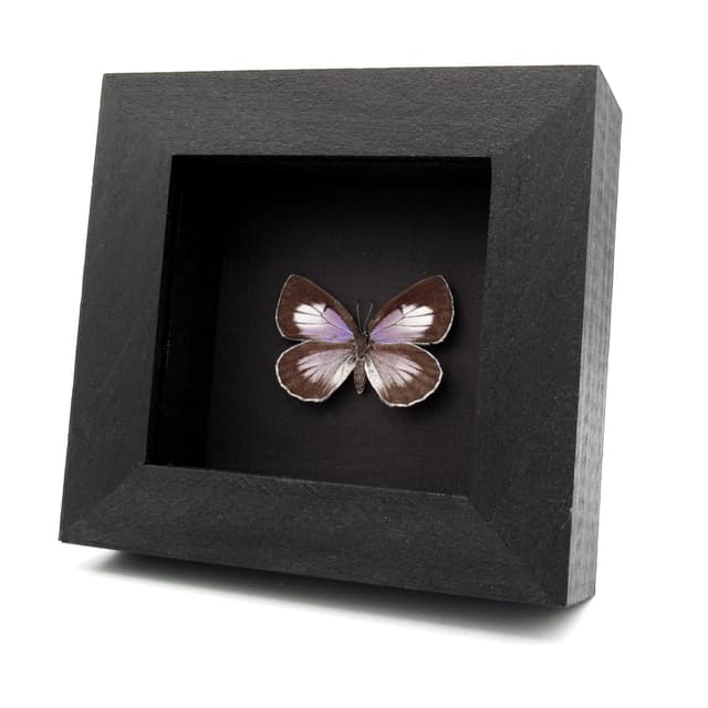 Rare purple butterfly framed specimen - Artopoetes pryeri - female