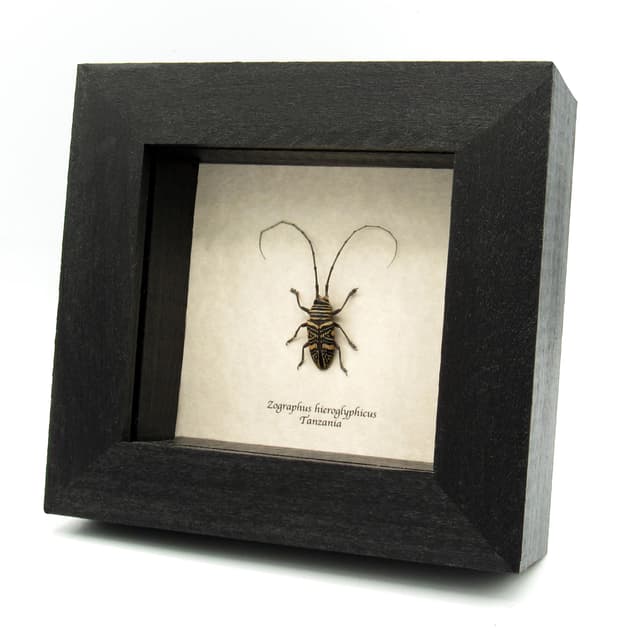 Real Hieroglyphic Longhorn beetle framed taxidermy - Zographus hieroglyphicus