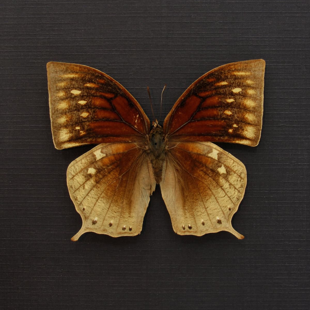 Rare Noble Wing butterfly framed taxidermy - Anaea nobilis - female