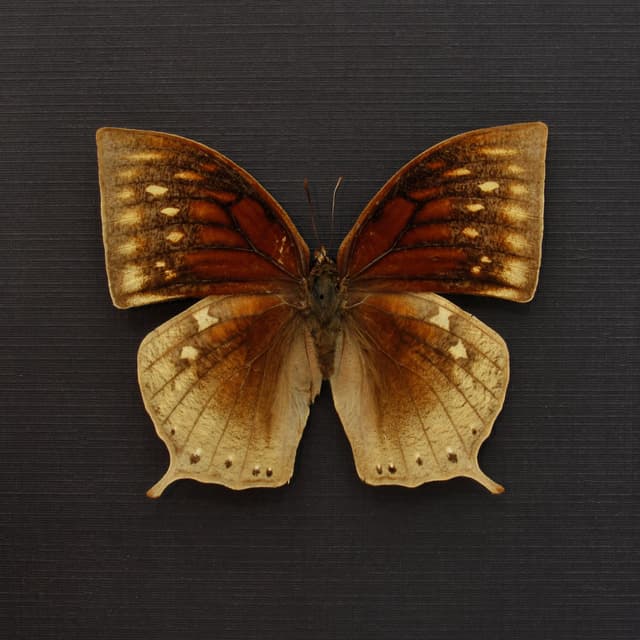 Rare Noble Wing butterfly framed taxidermy - Anaea nobilis - female