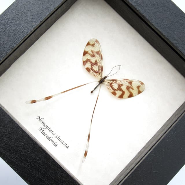 Real Spoonwinged Lacewing framed taxidermy - Nemoptera sinuata