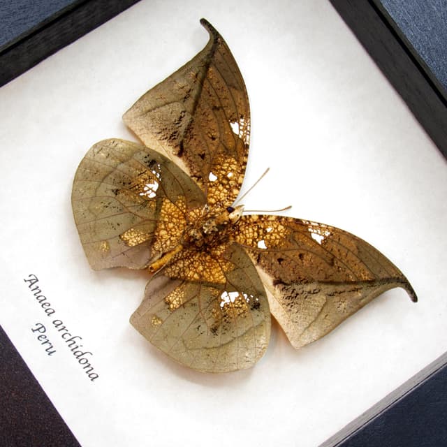 Real metallic dead leaf butterfly framed taxidermy - Anaea archidona - large female