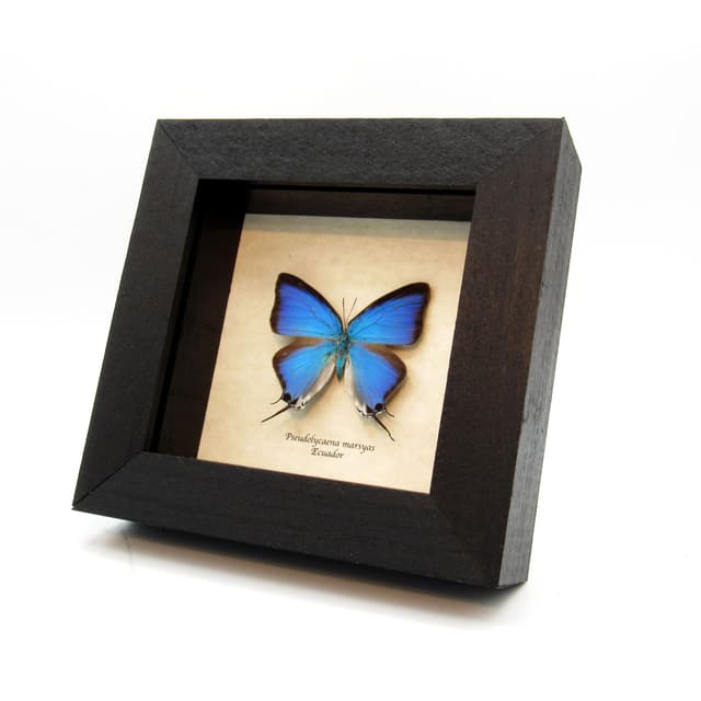 Real blue Hairstreak butterfly framed taxidermy - Pseudolycaena marsyas