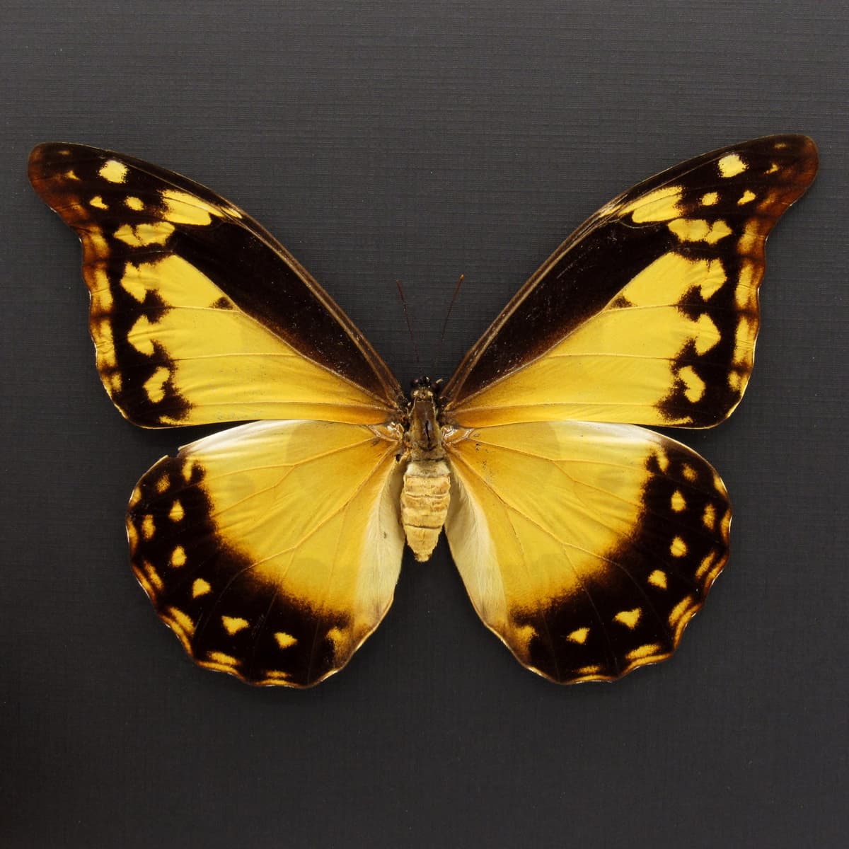 Rare XL Giant Yellow Morpho butterfly framed taxidermy - Morpho rhetenor cacica - female