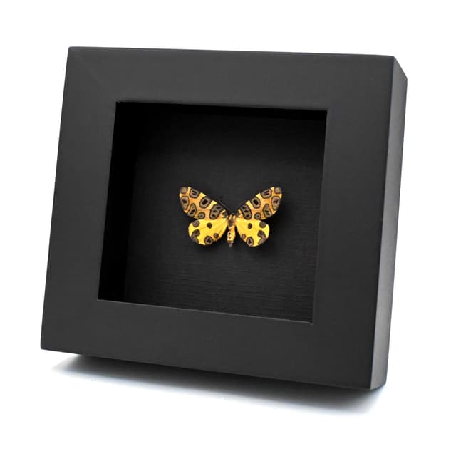 Real Leopard moth framed taxidermy - Pantherodes unciaria