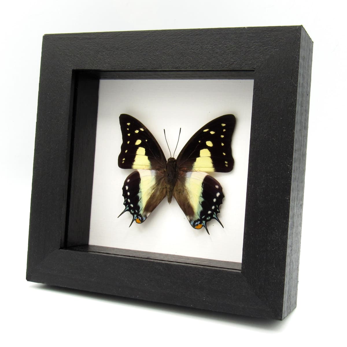 Real framed taxidermy butterfly - Polyura jupiter