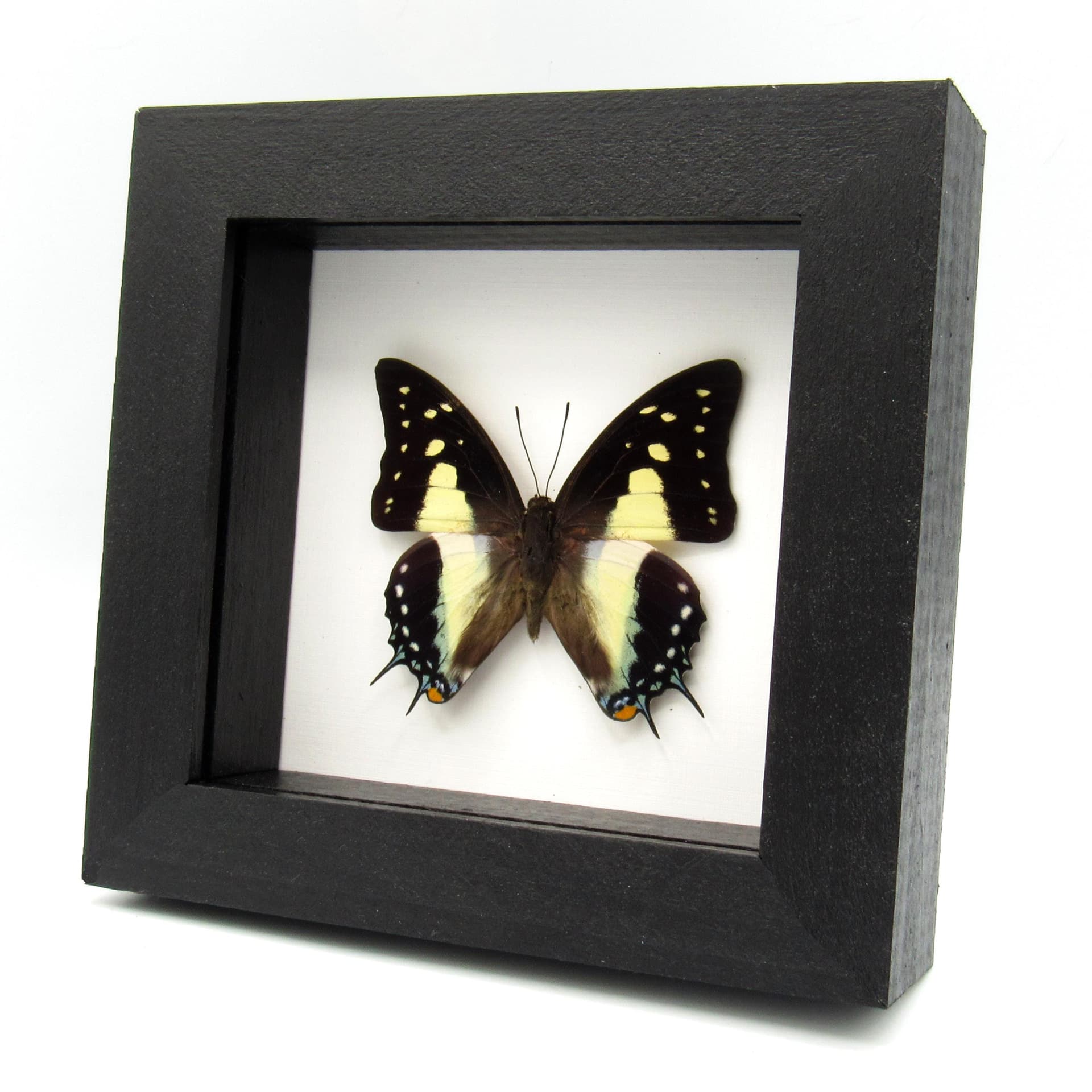 Real framed taxidermy butterfly - Polyura jupiter