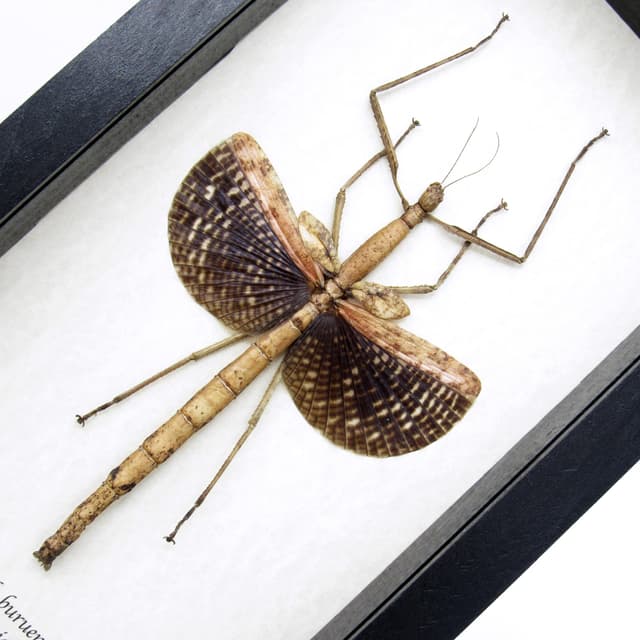 Real Giant Walking Stick Bug framed taxidermy - Anchiale buruense - female
