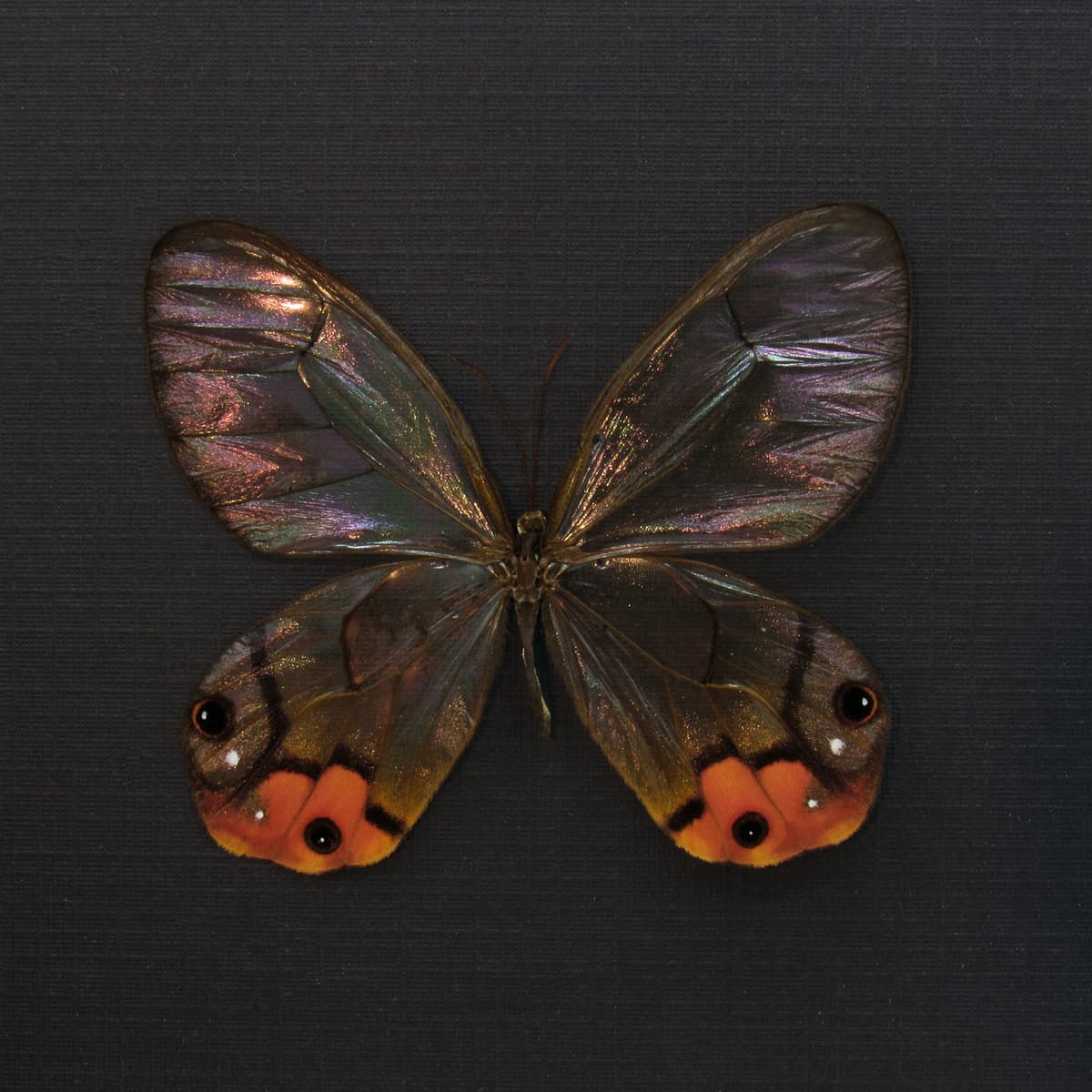 Real large orange Glass Wing butterfly framed taxidermy - Haetera macleannania - rare female