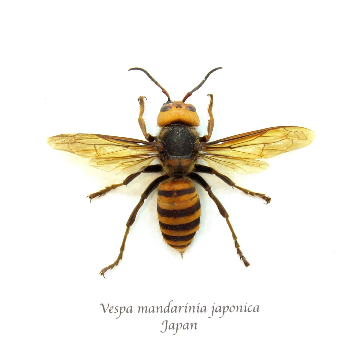 Real Giant Murder Hornet framed taxidermy - Vespa mandarinia japonica - worker