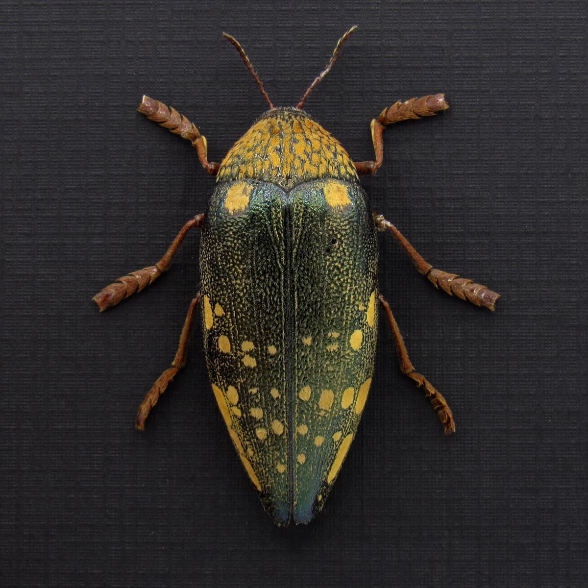 Real giant Jewel beetle framed taxidermy - Sternocera castanea boucardii