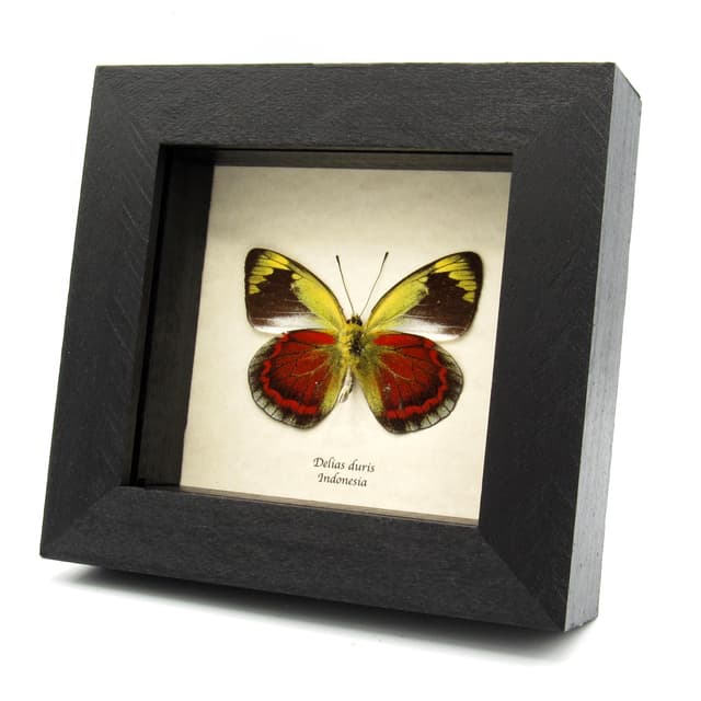 Rare red Delias butterfly framed taxidermy - Delias duris