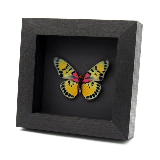 Rare fuchsia True Forester butterfly framed taxidermy - Euphaedra sarcoptera - large female