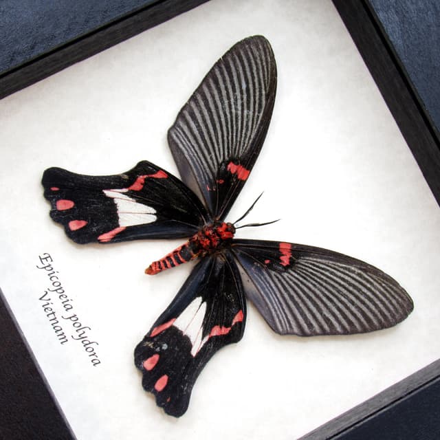 Rare moth framed taxidermy - Epicopeia polydora - Butterfly mimic