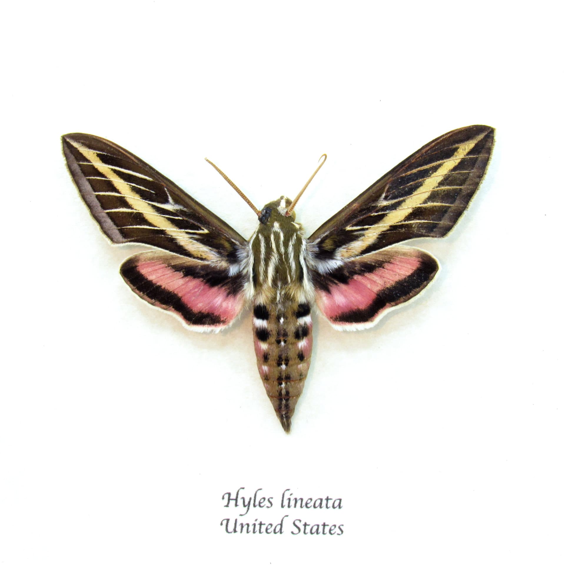 Real White-lined Sphinx moth framed taxidermy - Hyles lineata