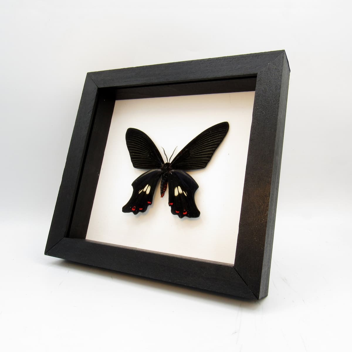 Rare moth framed taxidermy - Epicopeia polydora - Butterfly mimic