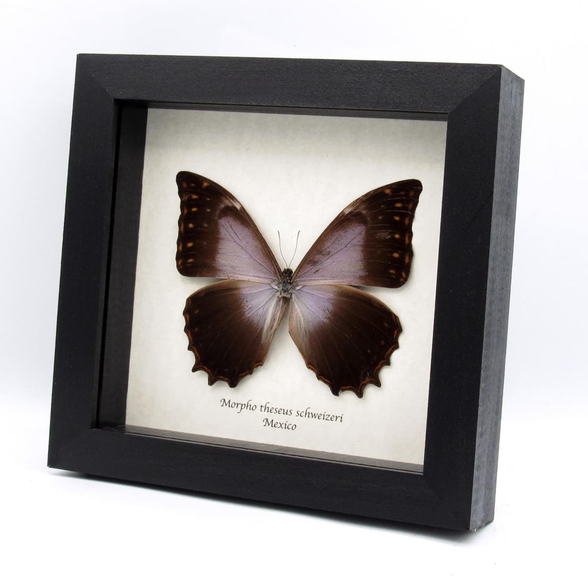 Rare purple Morpho butterfly framed taxidermy - Morpho theseus schweizeri