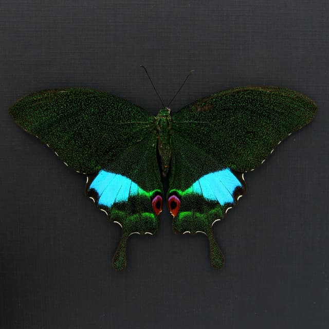 Large female Jungle Jade butterfly framed - Papilio karna - large female - Victorian mount
