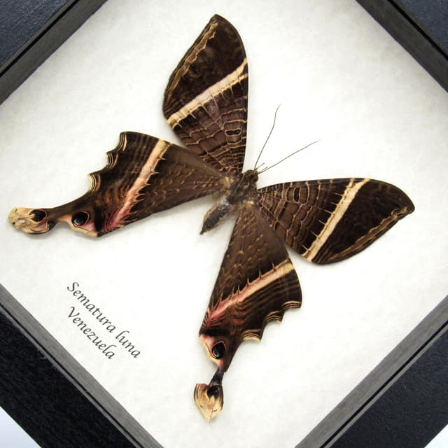 Rare Swallowtail moth framed taxidermy - Sematura luna - XL female