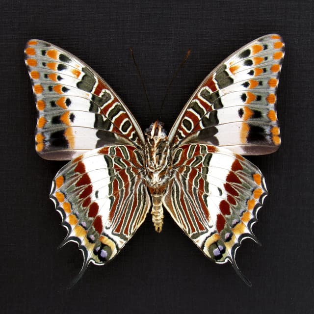 Rare Foxy Charaxes butterfly framed specimen - Charaxes saturnus