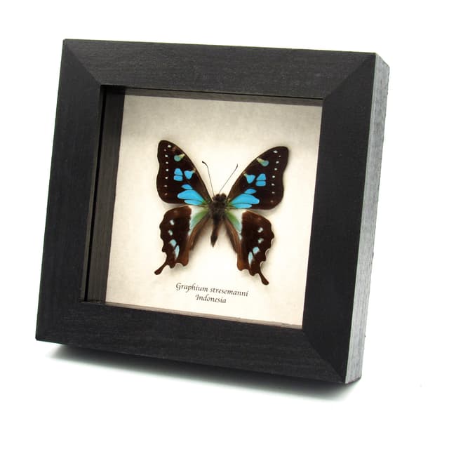 Real butterfly framed taxidermy - Graphium stresemanni