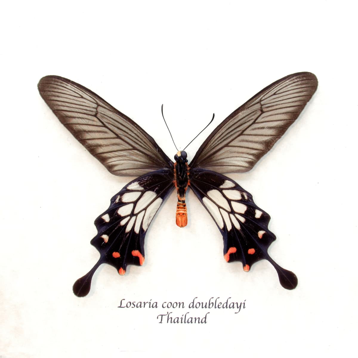Real red Clubtail butterfly framed taxidermy - Losaria coon doubledayi