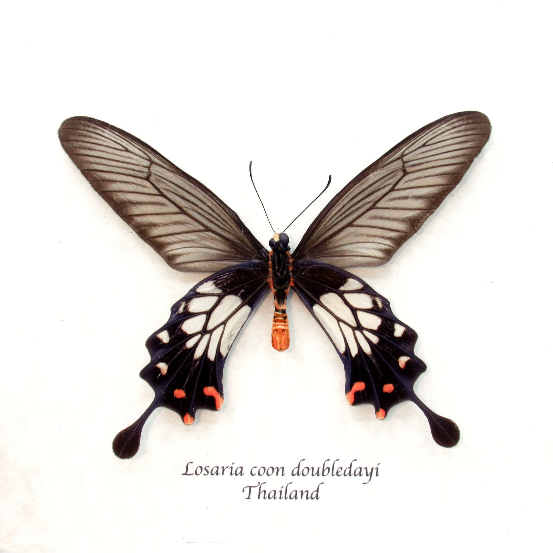 Real red Clubtail butterfly framed taxidermy - Losaria coon doubledayi