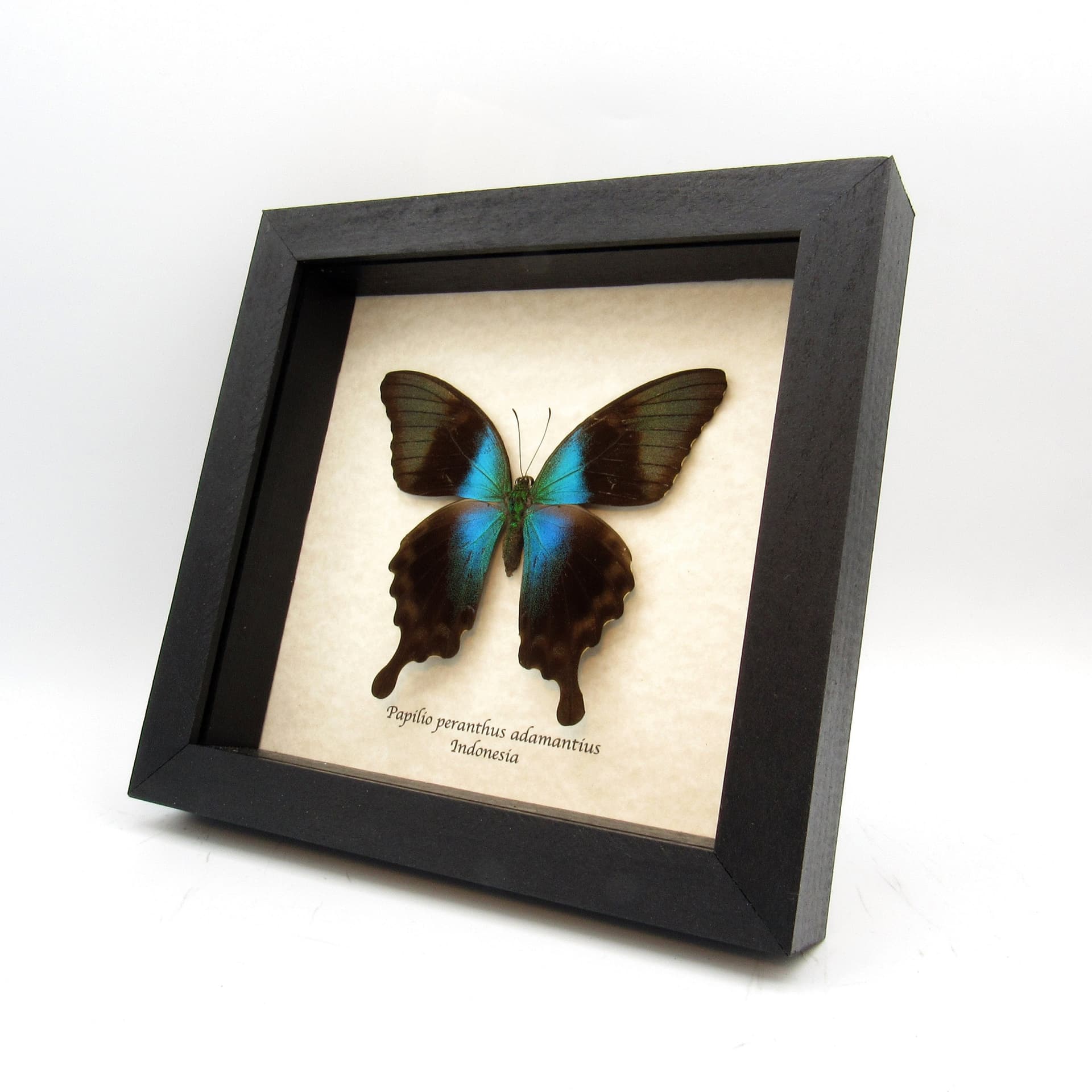 Real blue swallowtail framed taxidermy - Papilio peranthus adamantius - female