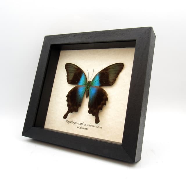 Real blue swallowtail framed taxidermy - Papilio peranthus adamantius - female