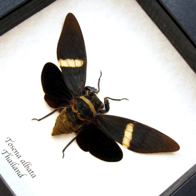 Real Giant Black Cicada frame taxidermy - Tosena albata