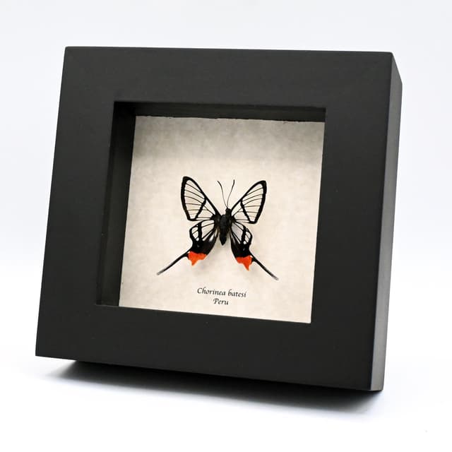 Rare Clearwing butterfly framed taxidermy - Chorinea batesi