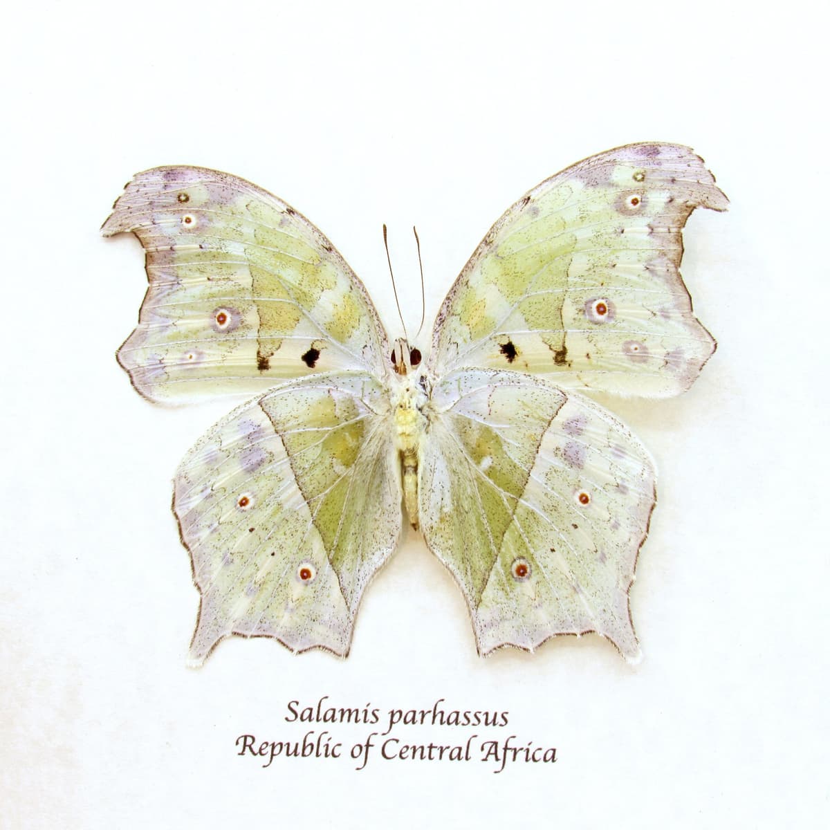 Mother of Pearl framed butterfly taxidermy - Salamis parhassus - verso