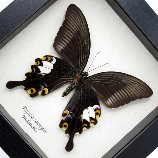 Real large black Swallowtail butterfly framed taxidermy - Papilio sataspes - large female