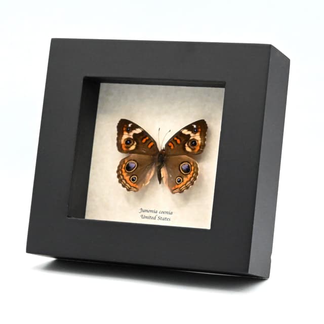 Real Buckeye butterfly framed taxidermy - Junonia coenia