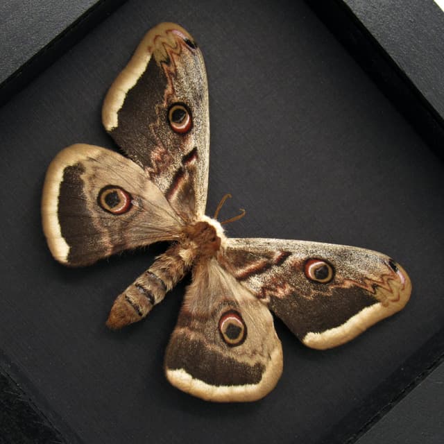 Real XL Peacock moth framed taxidermy - Saturnia pyri - female