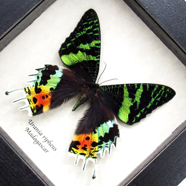 Real metallic Rainbow Sunset moth framed taxidermy - Urania ripheus